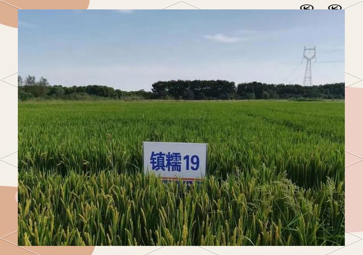 鎮江市糧食節約與反食品浪費工作取得顯著成效——糧食加工食品生產篇